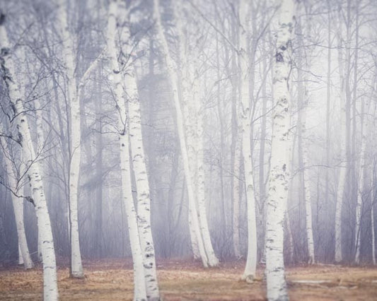 Birch Trees Photography Print