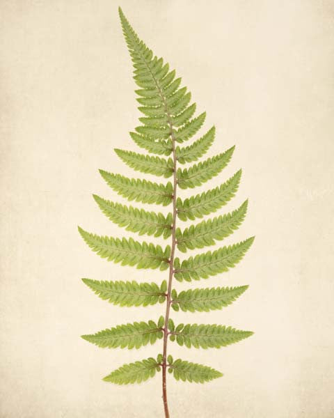 Fern Art, Botanical Print "Fern No. 4"