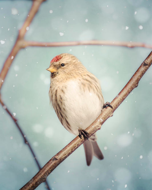 Redpoll in Snow No. 10