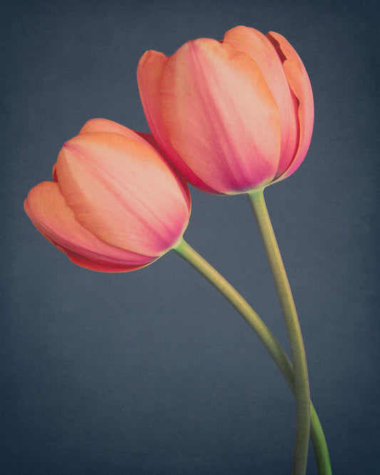 Tulips No. 3