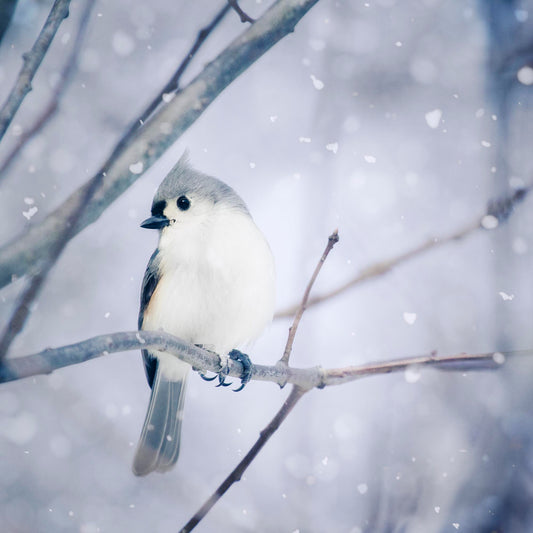 Tufted Titmouse in Snow No. 9