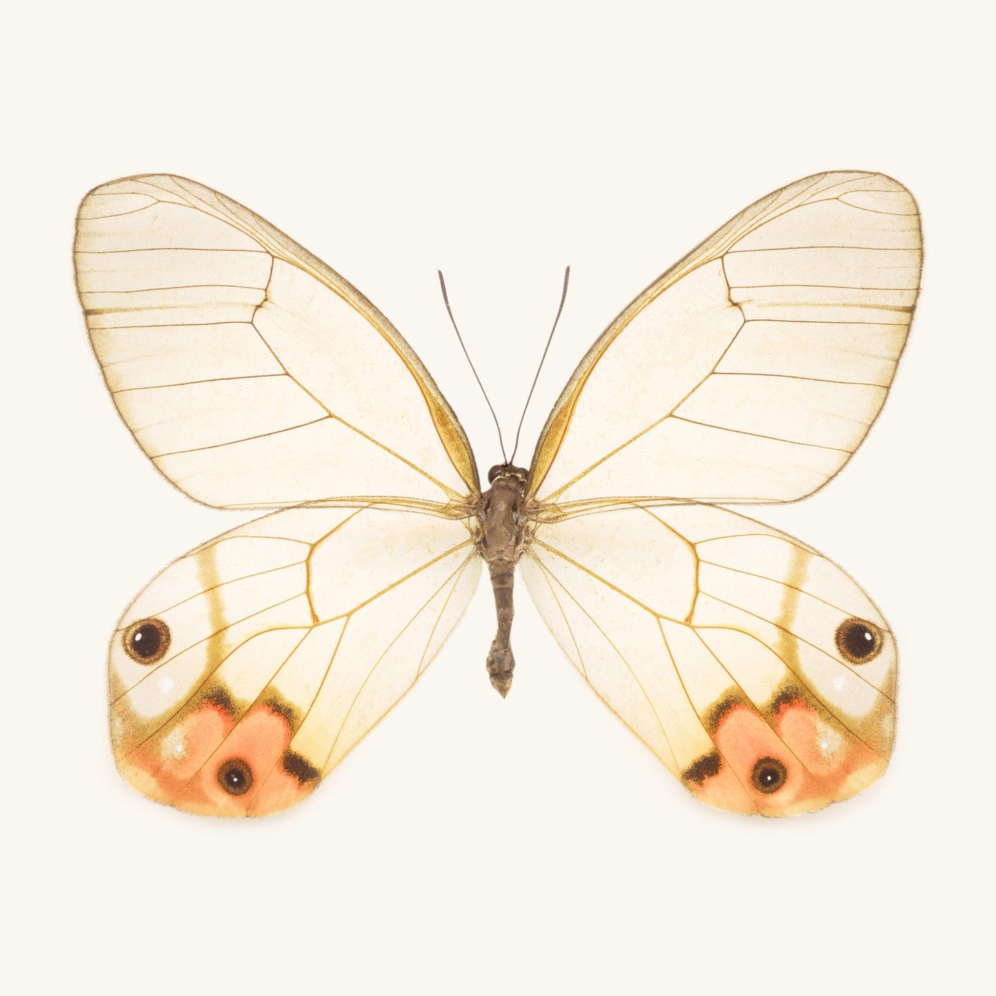 Orange Glasswing Butterfly - Instant Digital Download