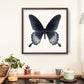 Asian Swallowtail Butterfly - Instant Digital Download
