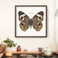 Common Buckeye Butterfly - Instant Digital Download