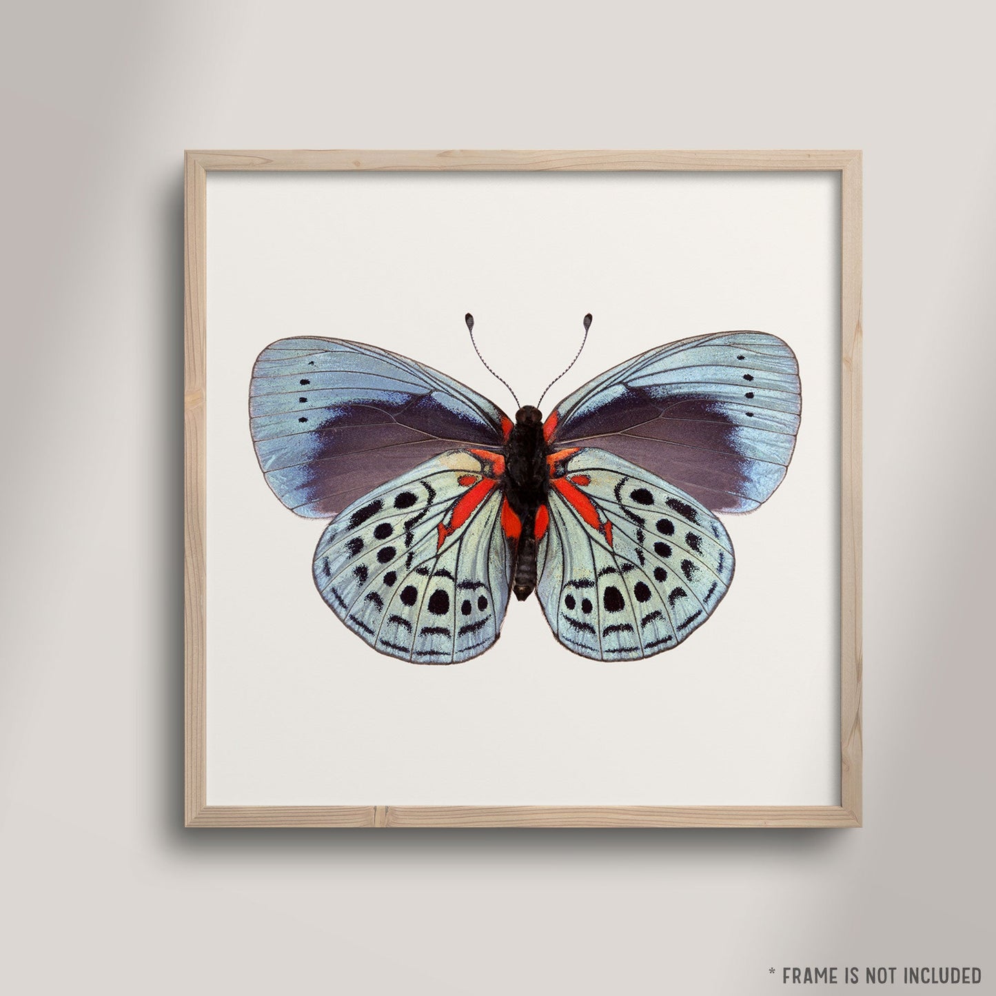 Charles Darwin Butterfly - Instant Digital Download