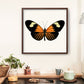 Orange Longwing Butterfly - Instant Digital Download