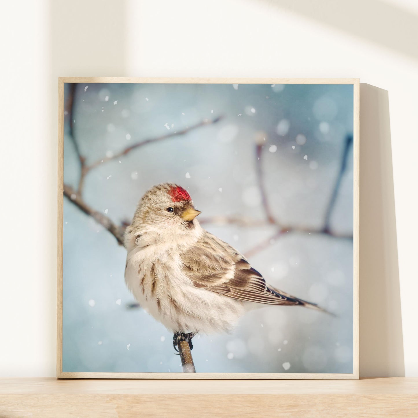 Redpoll in Snow No. 8