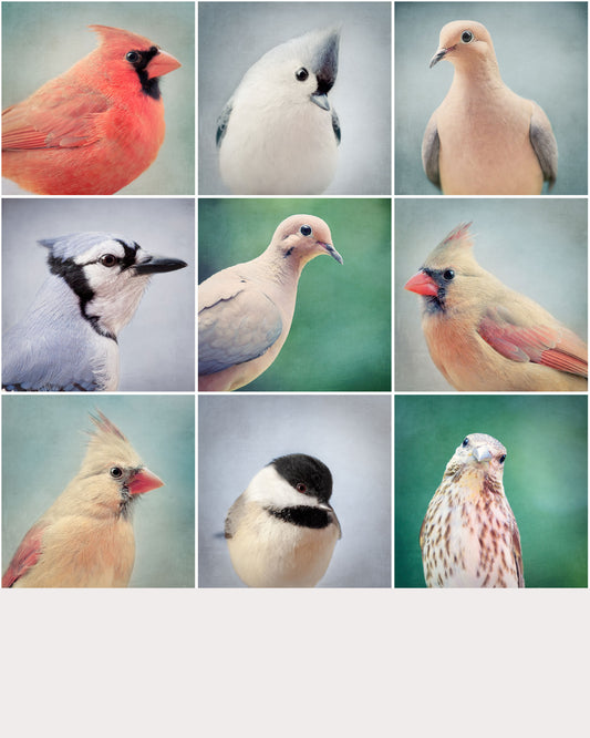 Set of 9 Bird Portrait Prints