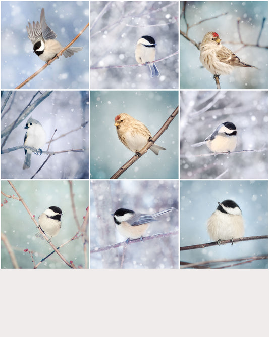 9 Birds in Snow Prints