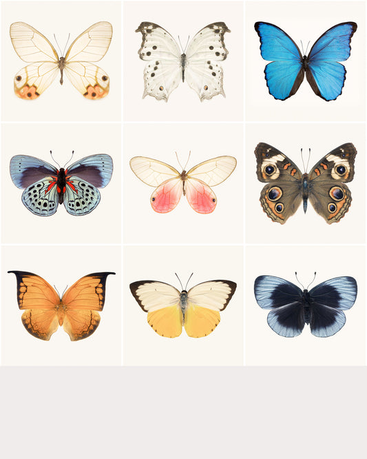 Set of 9 Butterfly Prints