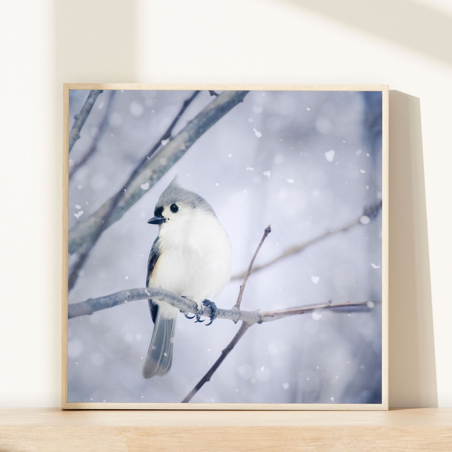 Tufted Titmouse in Snow No. 9