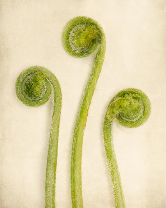 Baby Ferns Unfurling Botanical Print