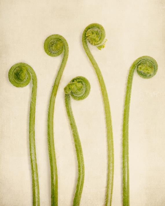 Baby Ferns Botanical Art Print