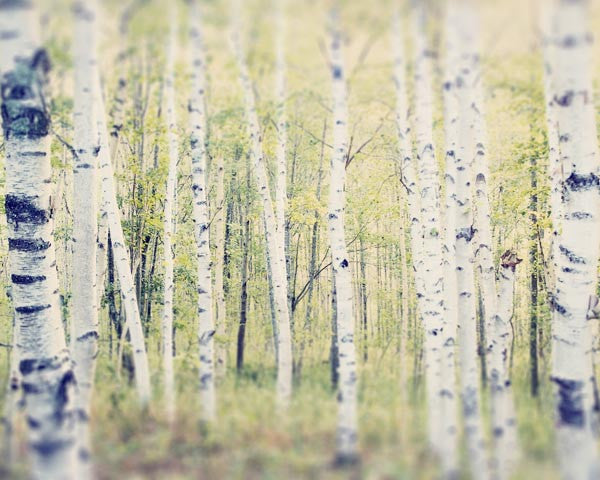 Birch Trees Landscape Photography Print