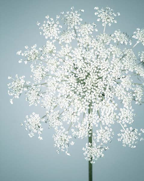 Fine art flower photography print of queen anne's lace