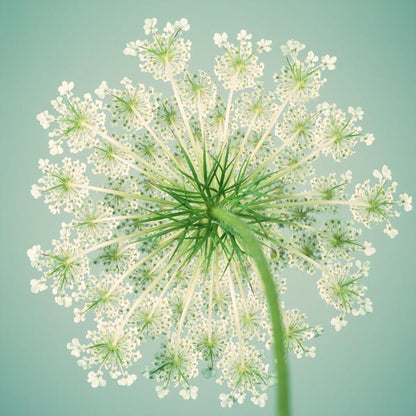 Flower Photography Art Print of Queen Anne's Lace