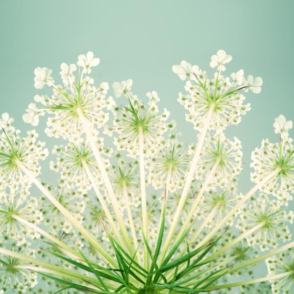 Queen Anne's Lace Flower Photo