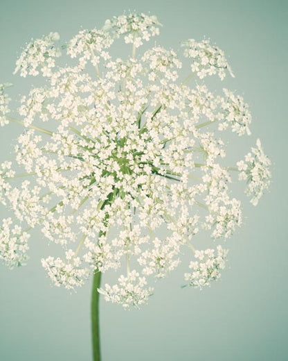 Queen anne's lace flower photography print in teal and white