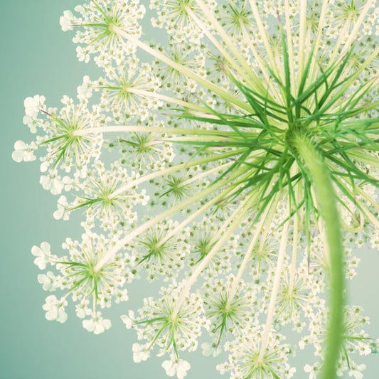 Queen Anne's Lace Flower Photography Art Print