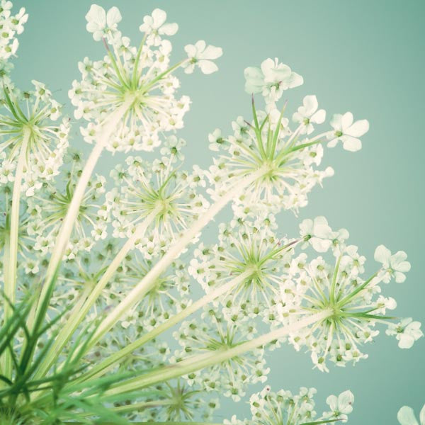 Queen Anne's Lace Flower Photography Art Print