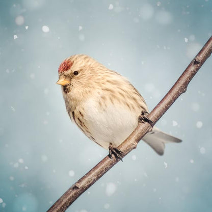 Redpoll in Snow Bird Photography Print