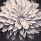 Black and White Flower Photography Dahlia Print