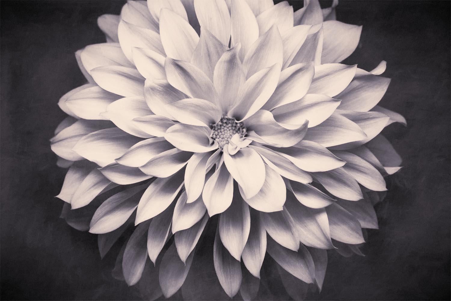 Black and White Flower Photography Dahlia Print