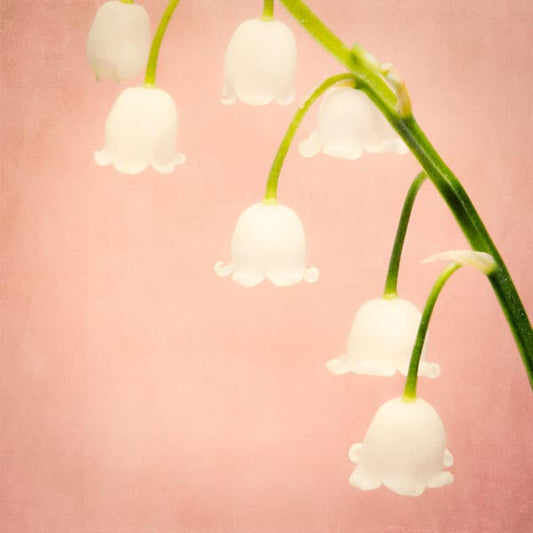 Lily of the Valley flower photography print