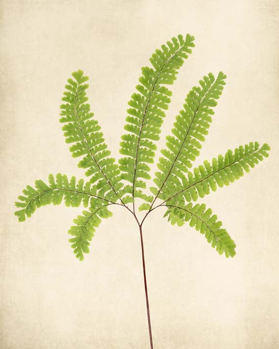 Fern Art, Botanical Print "Maidenhair Fern No. 10"
