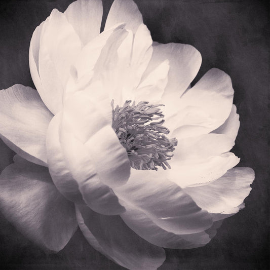 Black and White Flower Photography Peony Print