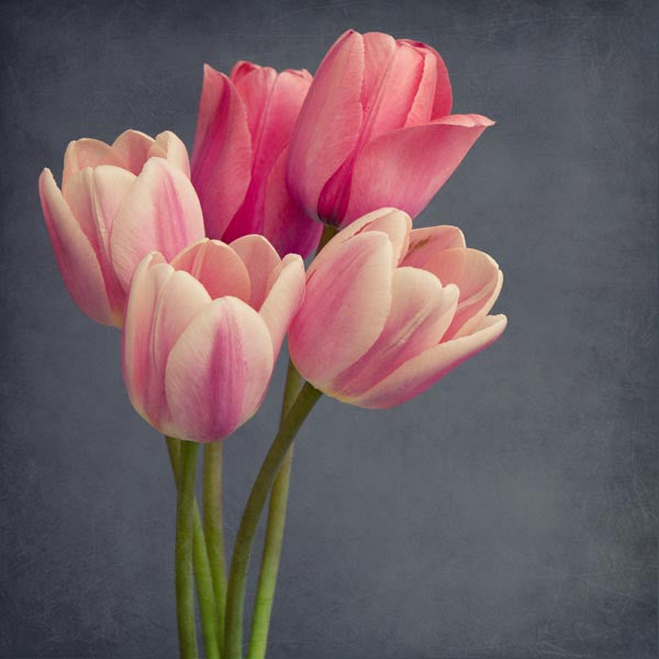 Pink tulips art print
