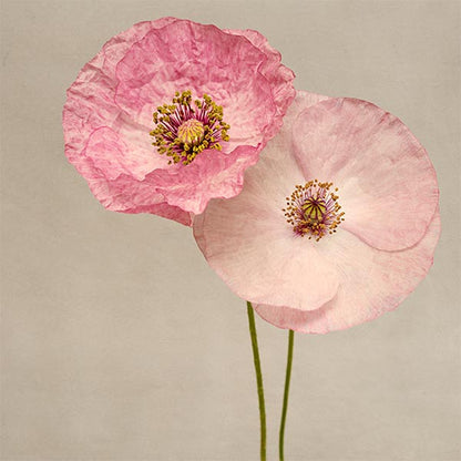 Fine art photography print of shirley poppies