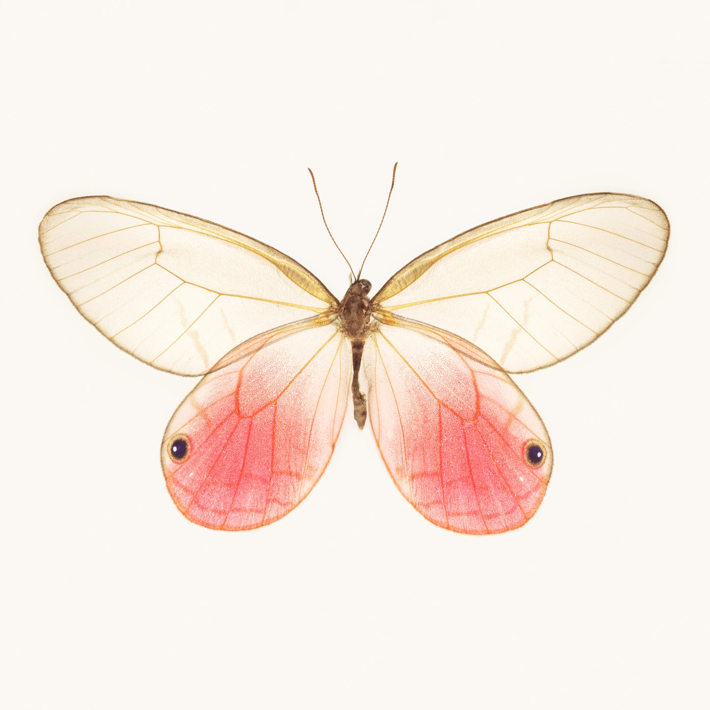SQ Butterfly No. 1 - Pink Glasswing Butterfly