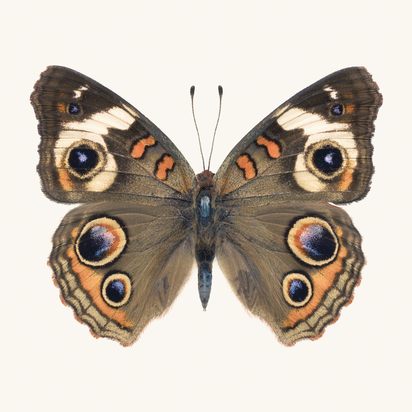 SQ Butterfly No. 5 - Common Buckeye Butterfly