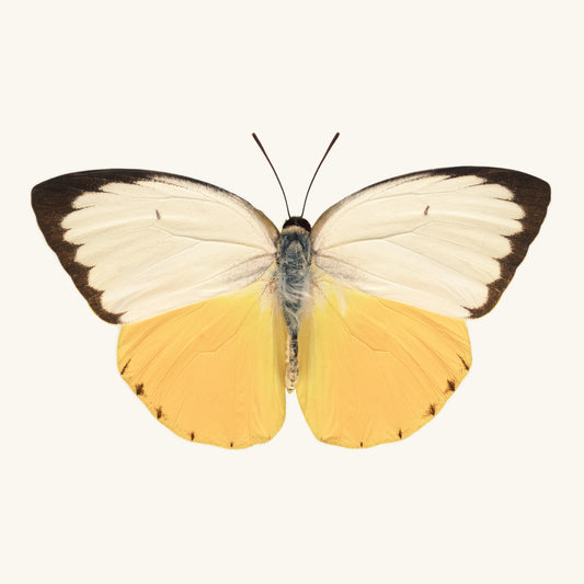SQ Butterfly No. 7 - Orange Migrant Butterfly