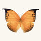 SQ Butterfly No. 8 - Orange Leafwing