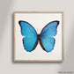 SQ Butterfly No. 17 - Blue Morpho