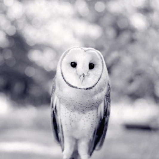 Black and White Barn Owl Print