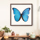 SQ Butterfly No. 17 - Blue Morpho