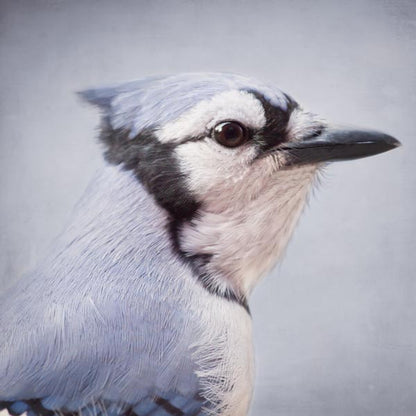 Blue Jay Fine Art Bird Print