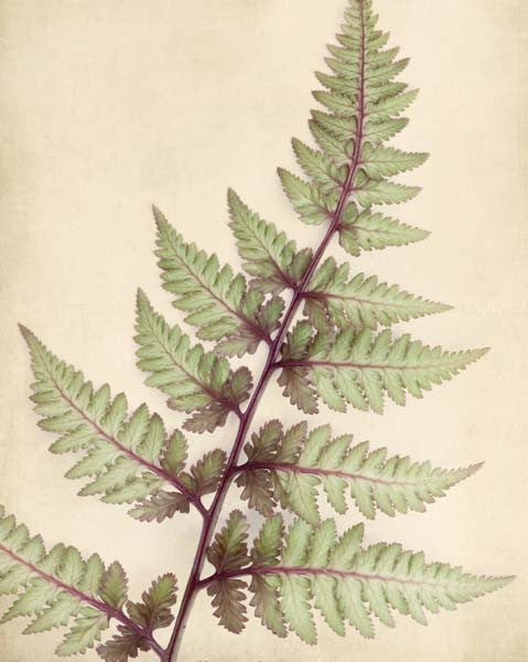 Fern Art, Botanical Print "Japanese Painted Fern"