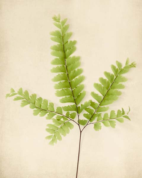 Fern Art, Botanical Print "Maidenhair Fern"