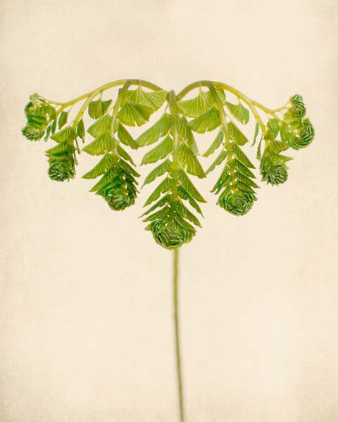 Fern Art, Botanical Print "Maidenhair Fern Unfurling"