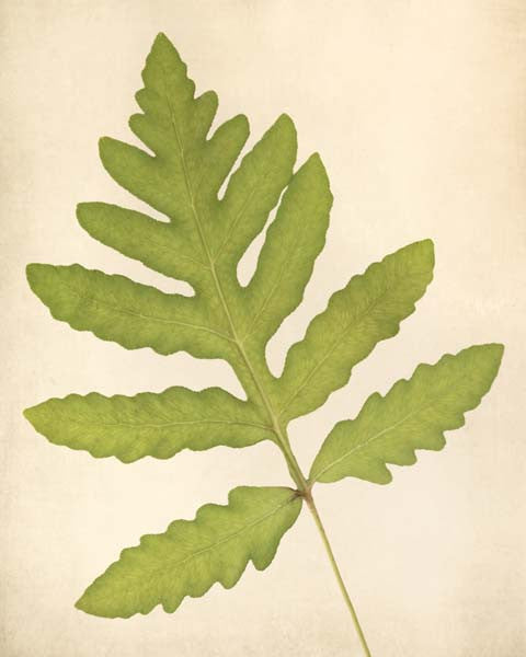 Fern Art, Botanical Print "Sensitive Fern"