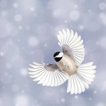 Chickadee in Snow Photography Print by Allison Trentelman