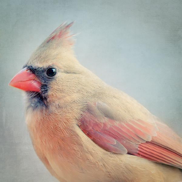Female Cardinal Fine Art Photo