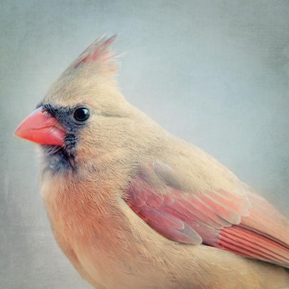 Female Cardinal Fine Art Bird Print