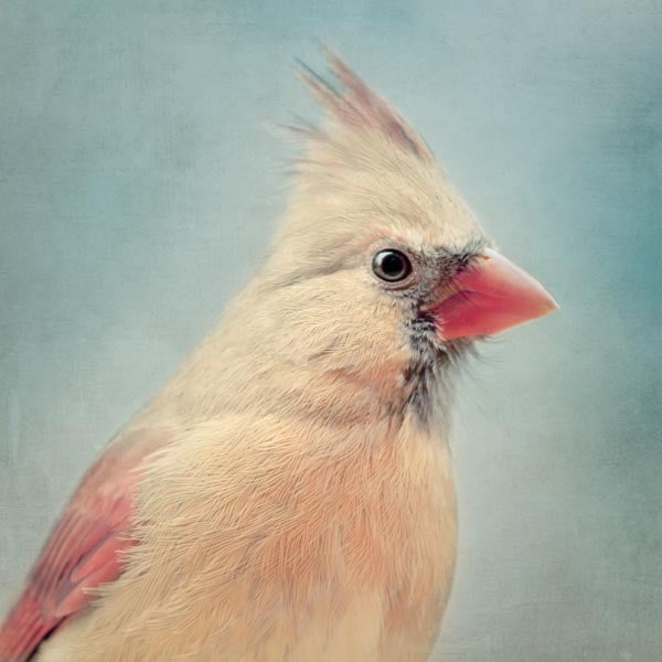 Female Northern Cardinal Fine Art Bird Print