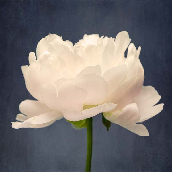 white peony flower fine art photograph