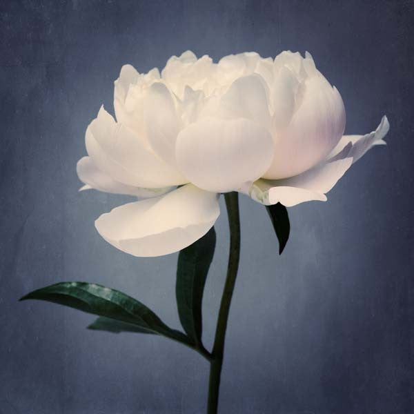 white peony flower photography print